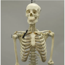 Small Human Skeleton Model